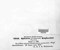 Plagiostoma euphorbiae image